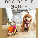 alto dog of the month