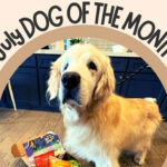 july pet of the month is a golden retreiver