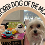 chica the dog of the month