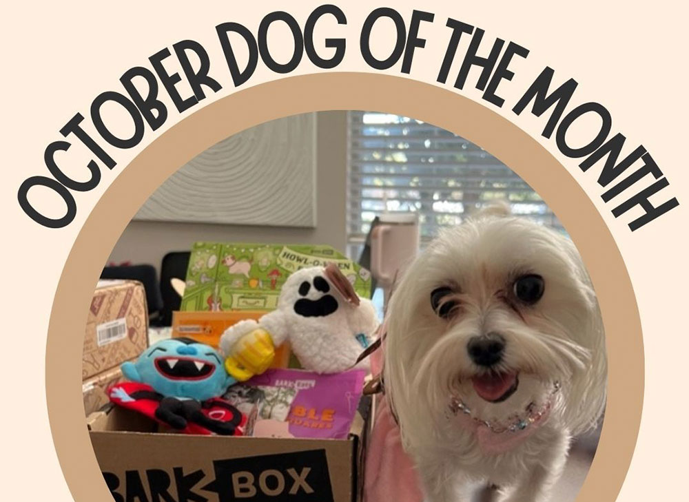 chica the dog of the month